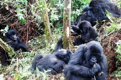 5 Days Gorillas And Game Safari