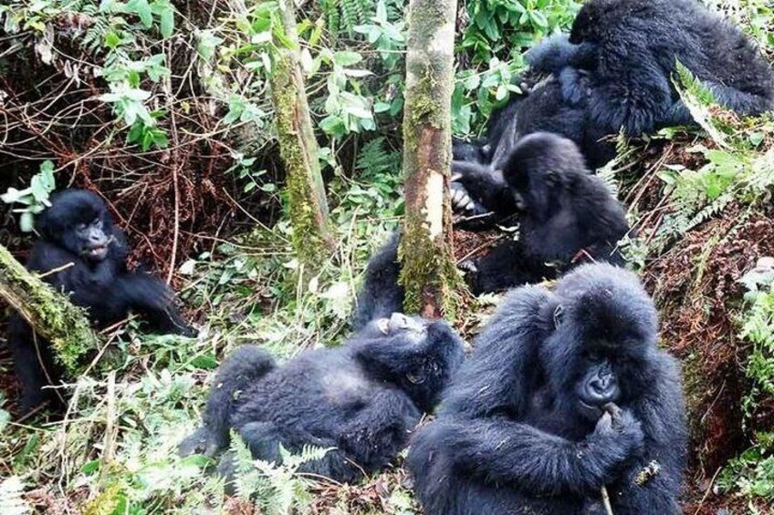 5 day gorilla and game tours