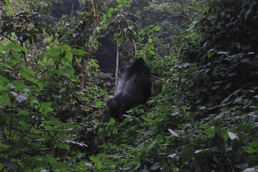 Show item 2 of 2. 3 Day Gorilla Tour Through Kigali