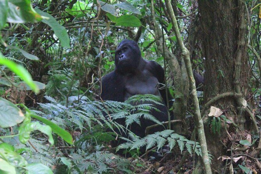 Show item 1 of 2. 3 Day Uganda gorilla safari from Kigali