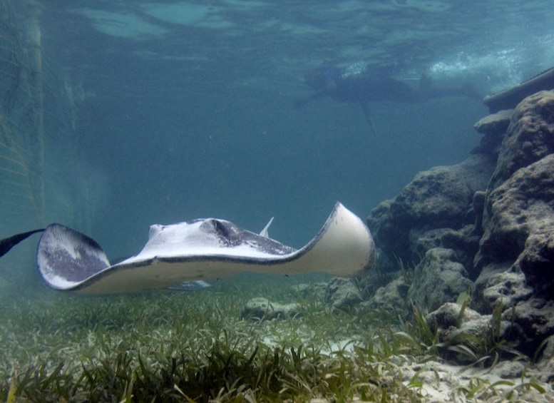 Reef Explorer - Stingrays, Snorkeling & Massage
