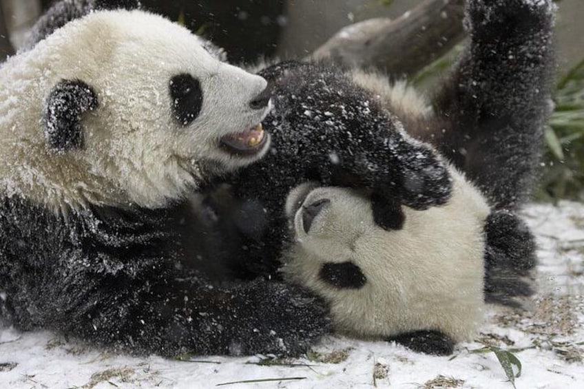 Ipanda. Панда зимой. Панда в снегу. Медведь Панда. Милые панды в снегу.