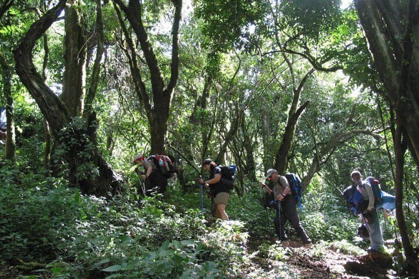 Londerossi gate on the western slope, you check into the national park & hike along a little used track through the montane forest, avoiding the crowds to camp in the rain forest at the "Big Tree".
