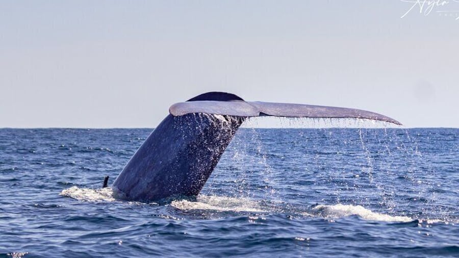 Blue Whale tail, during one of our Whale Watching tours