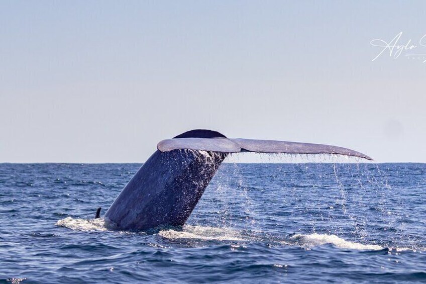 Blue Whale tail, during one of our Whale Watching tours