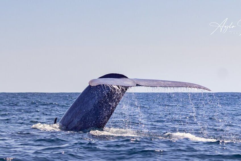 Blue Whale tail, during one of our Whale Watching tours