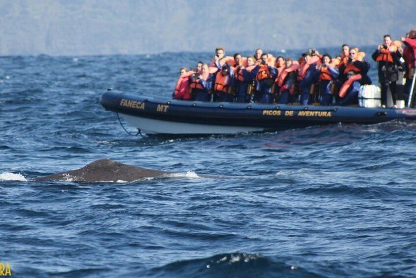 Our RIB "Faneca" close to a very curious sperm whale
