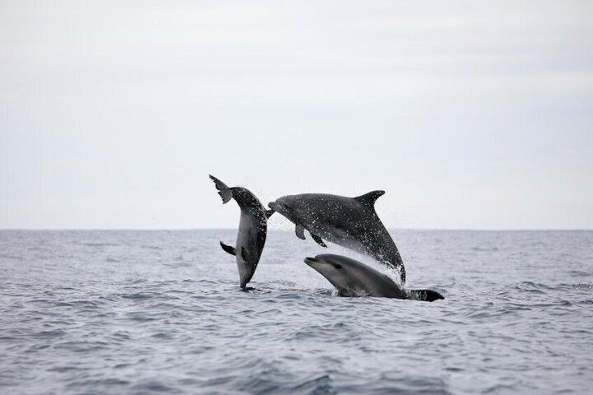 Happy Bottlenose Dolphins