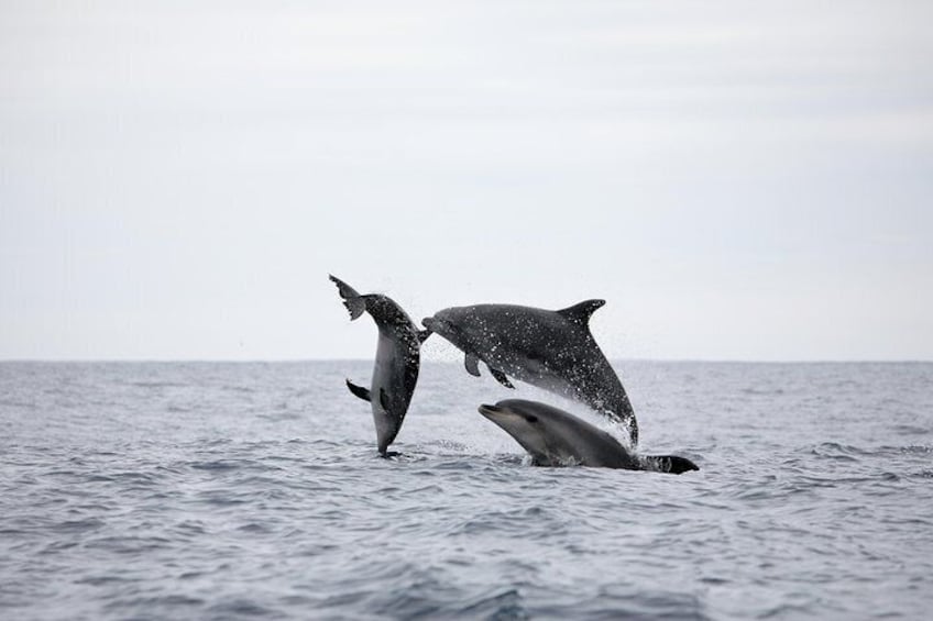 Happy Bottlenose Dolphins