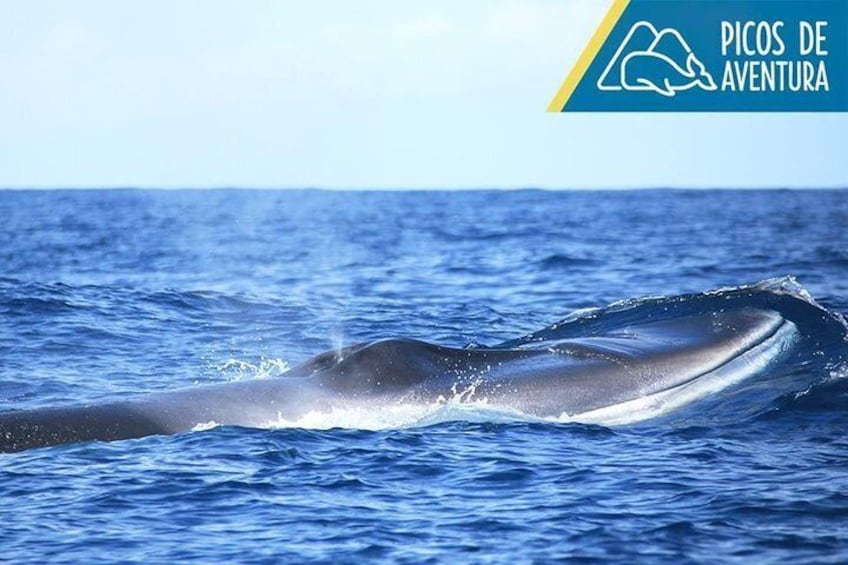 Whale Watching in the Azores