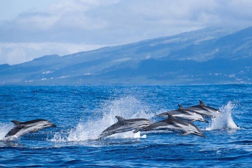 Free Stripped dolphins in the Azores