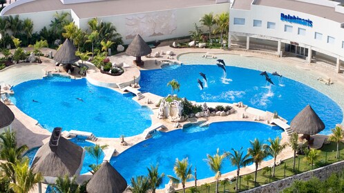 dolphinaris in cozumel