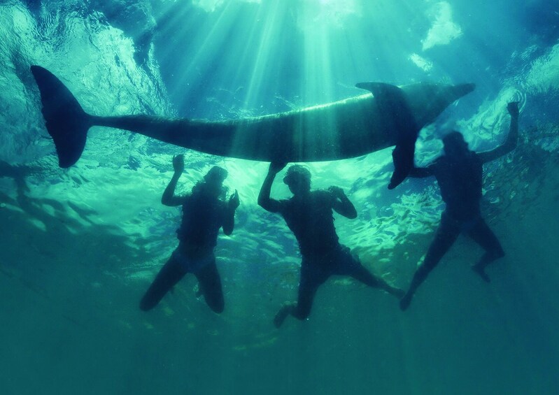 Dolphinaris Cozumel