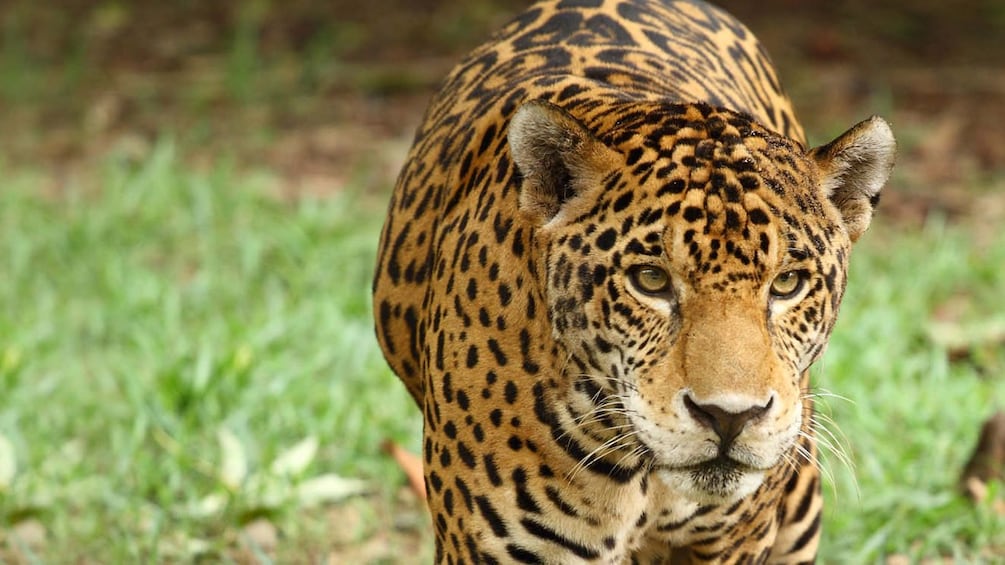 Leopard at Xcaret Park Zoo in Riviera Maya
