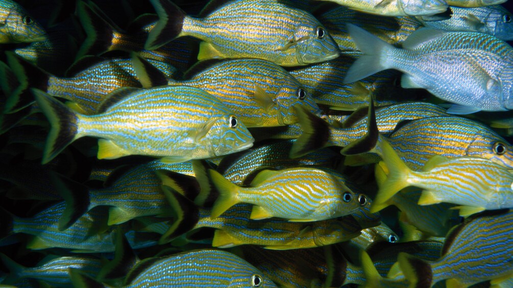 School of fish in Cozumel