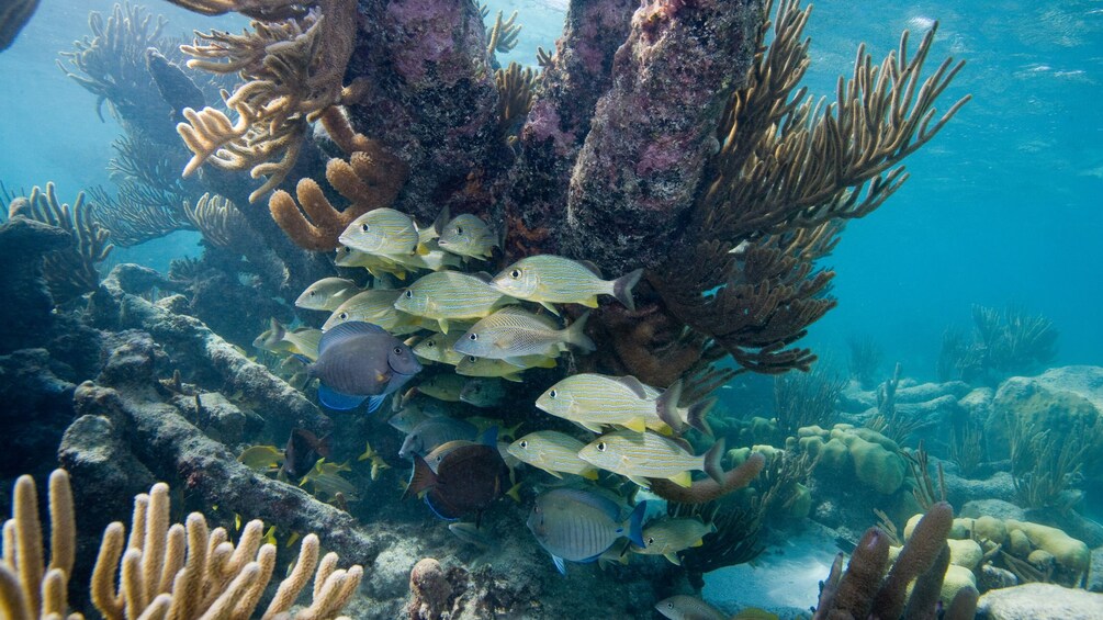 Colorful fish and coral in Cozumel