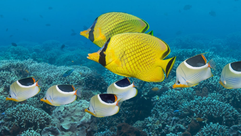 Colorful fish and the coral reef in Cozumel