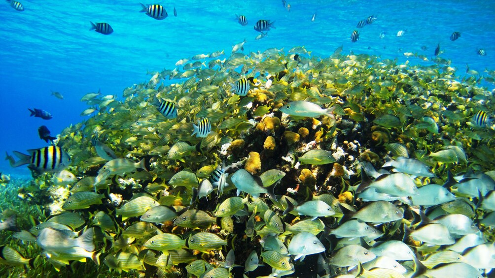 Schools of fish in Cozumel
