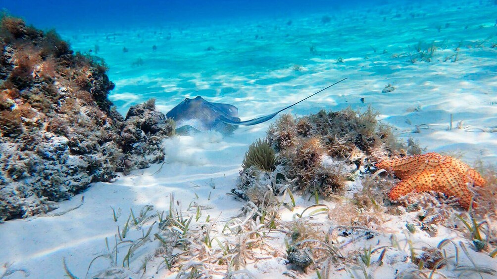 Glass-Bottom Boat Cruise