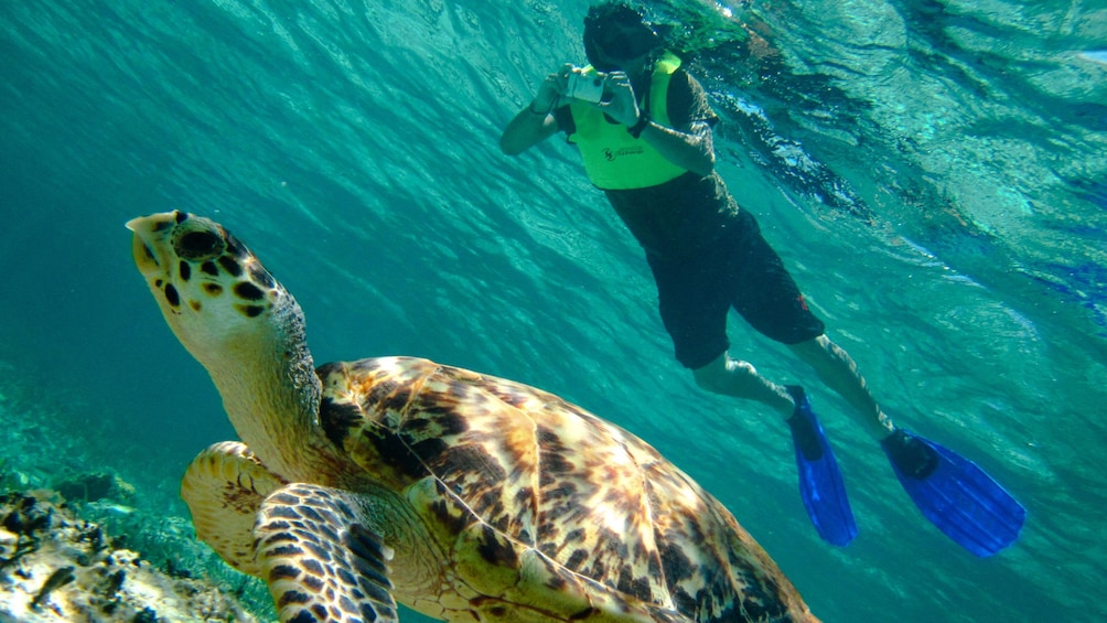 Snuba diving man taking a picture of a sea turtle in Cozumel