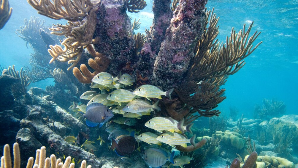 Colorful fish and coral reef in Cozumel