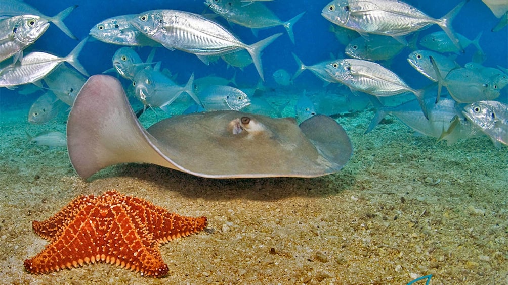 Everybody Loves Rays!