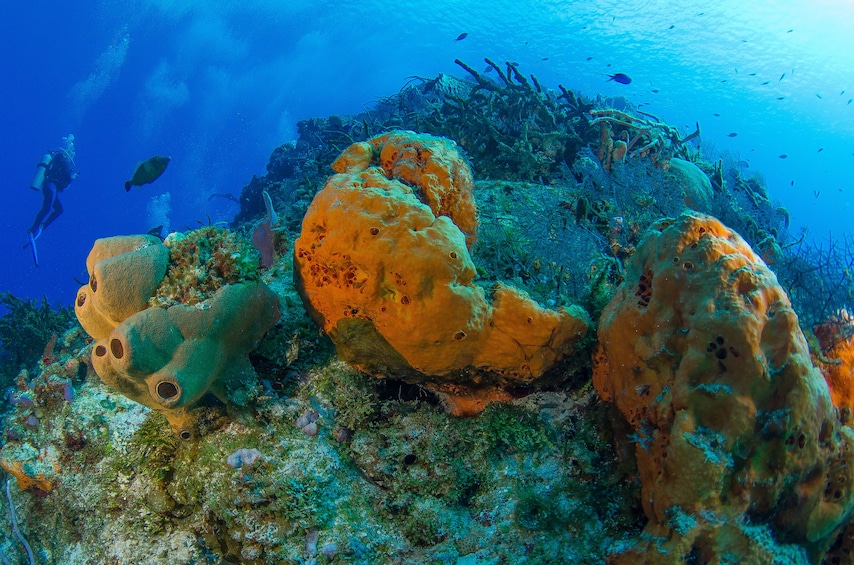 Cozumel Dive Package - Certified Divers from the Riviera Maya (4 dives)