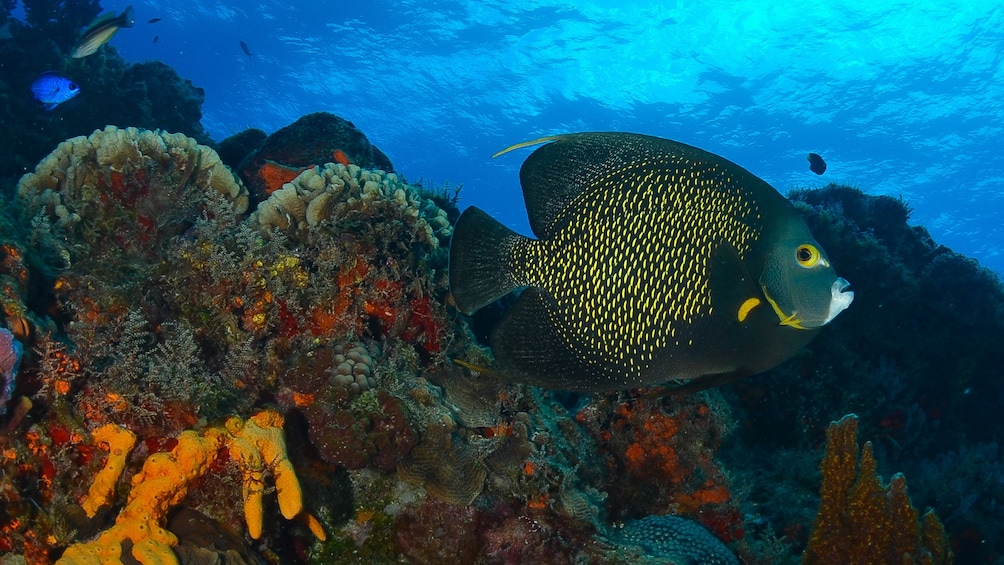 Brightly colored fish with coral in Riviera Maya