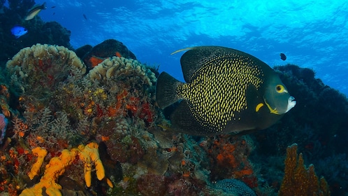 Dykpaket Cozumel - certifierade dykare från Riviera Maya (4 dyk)