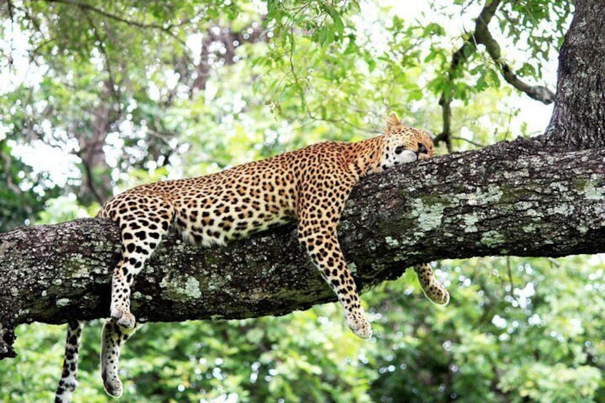 Possibly see Leopards in trees 