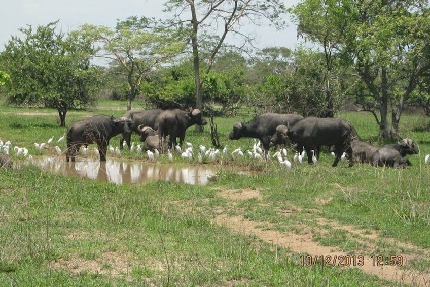 Buffaloes are abundant in Kafue National Park for you to view
