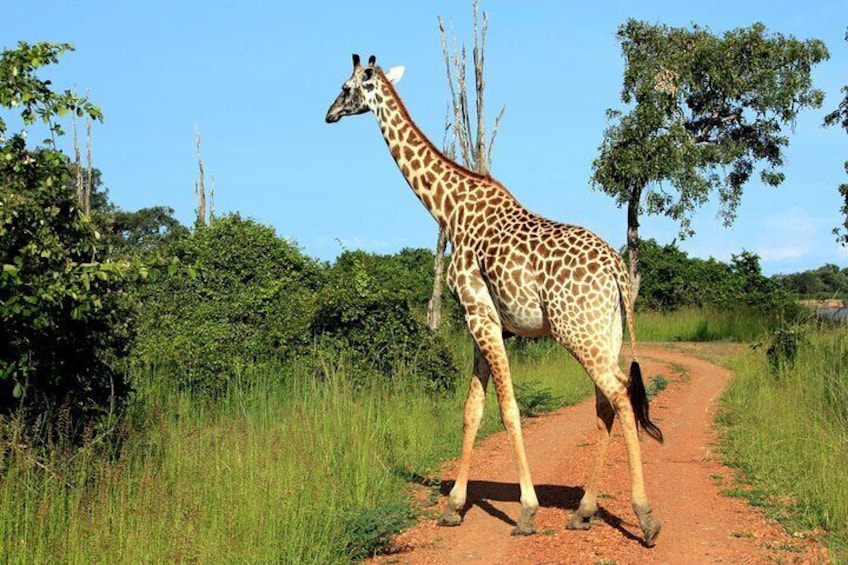 See wild animals in the Lower Zambezi National Park 