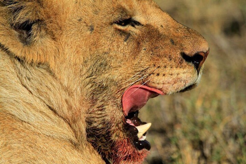 The King of the jungle - Lions are found in Zambia National Parks