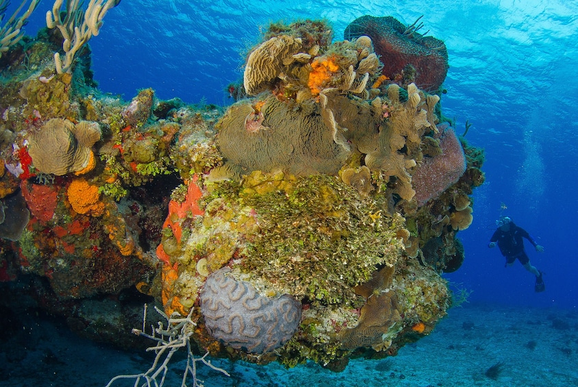 Discover Scuba Diving in Cozumel