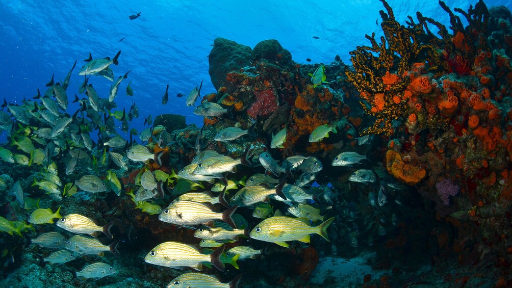 School of fish and the coral reef in Riviera Maya