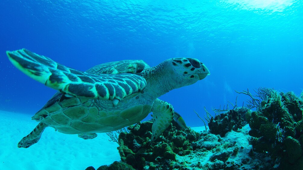 Sea turtle underwater in Riviera Maya