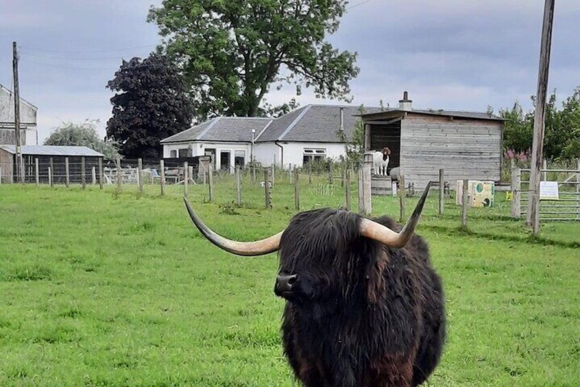 Jamie at Robertson’s farm 