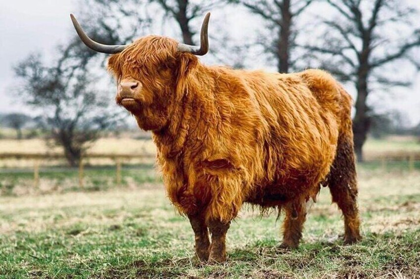 Katie-Morag highland cow at Robertson’s 