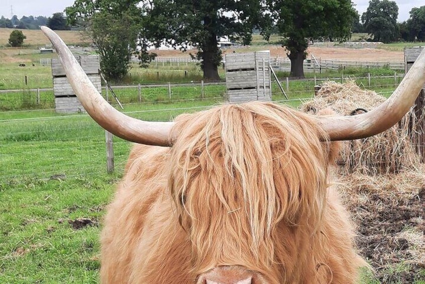 Robertson’s farm highland cow 