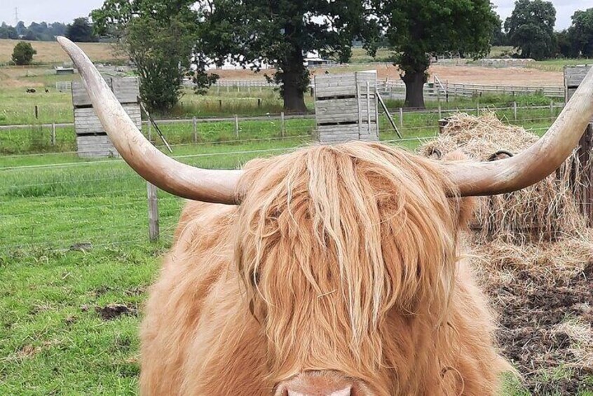 Robertson’s farm highland cow