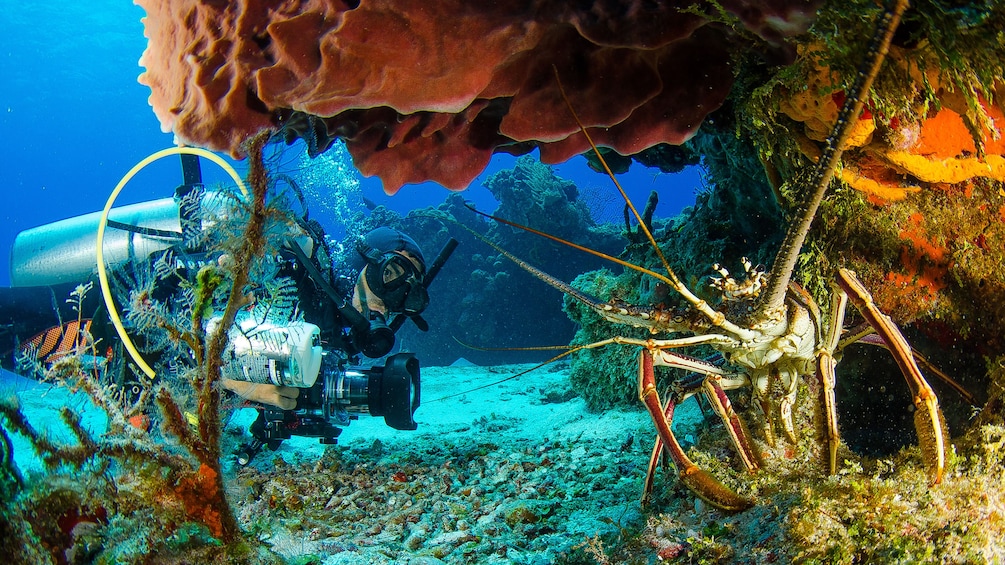 Scuba diver approaching large crab in Riviera Maya