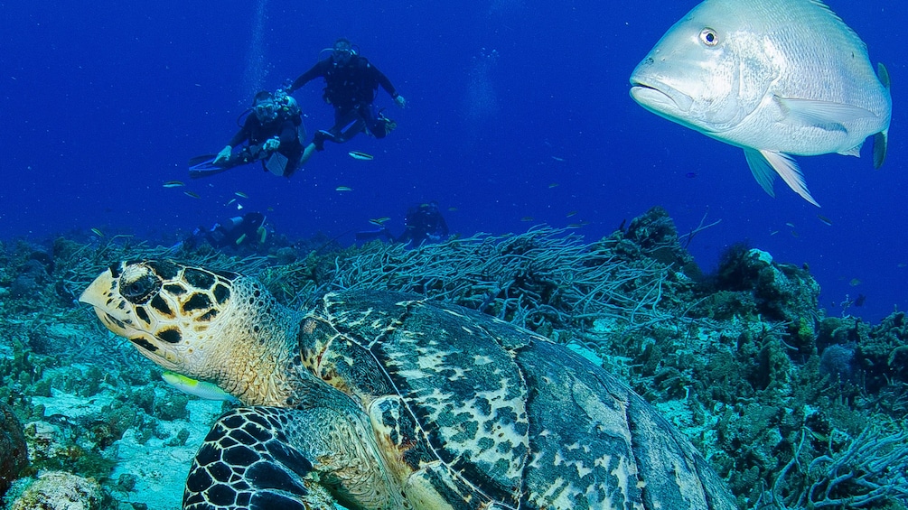 Scuba divers looking at sea turtle and fish in Riviera Maya