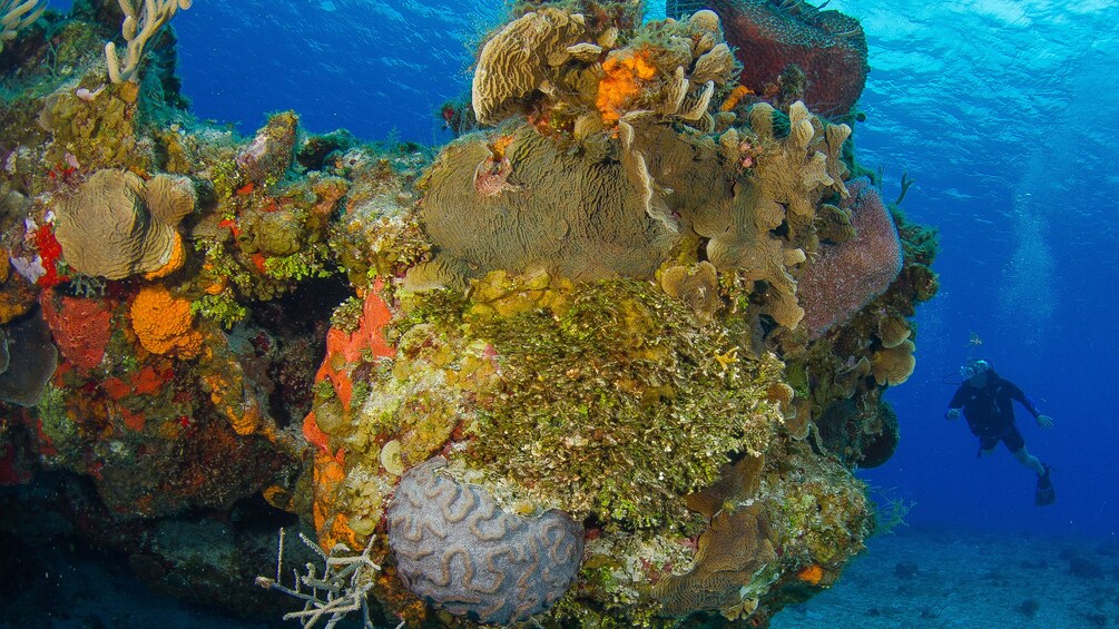 Large coral formation with scuba diver in Riviera Maya