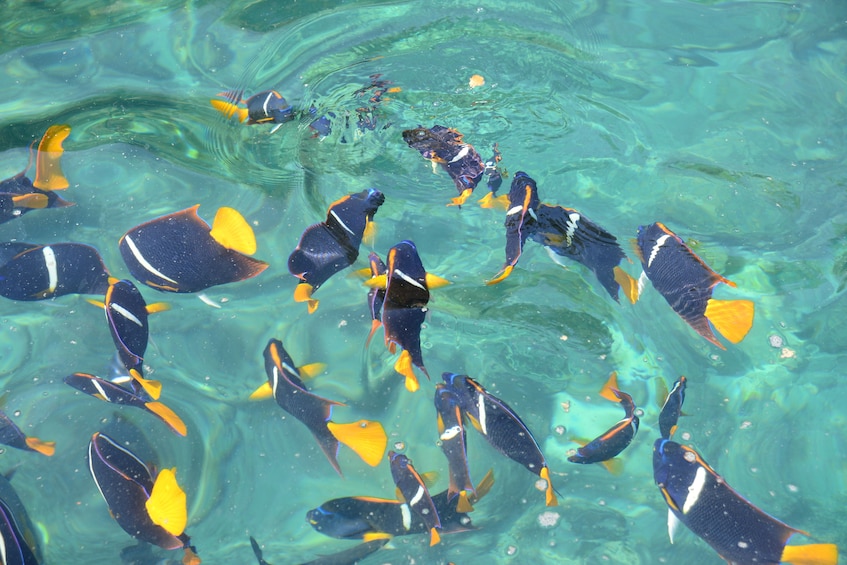 School of blue, white, and yellow fish in tropical waters