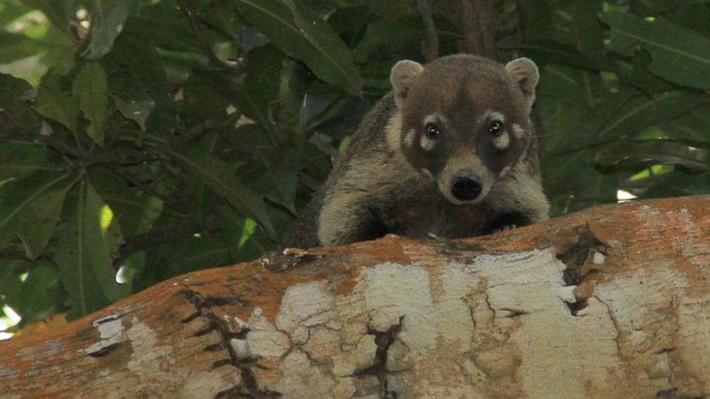 Wombat in tree