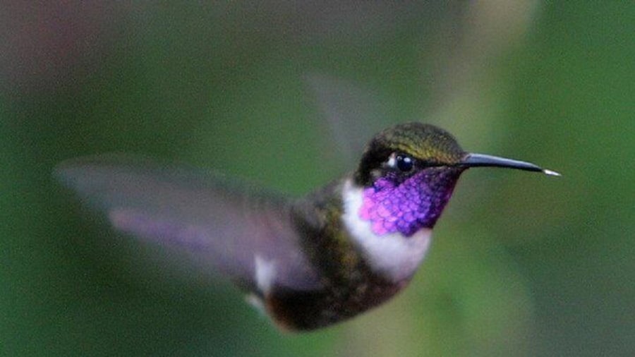 Hummingbirds of Mindo