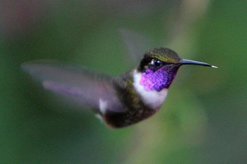 Hummingbirds of Mindo