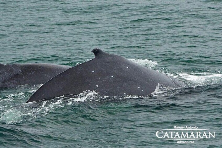 Catamaran Ocean King Manuel Antonio