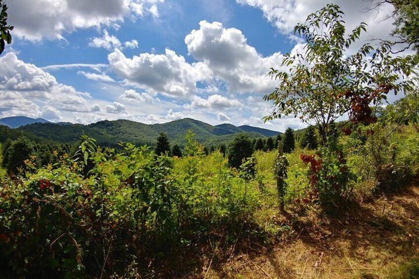 Guided Horseback Ride through Flame Azalea and Fern Forest