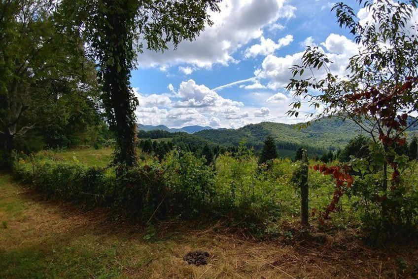 Guided Horseback Ride through Flame Azalea and Fern Forest